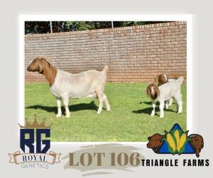 1+2X BOERGOAT FLOCK DOE TRIANGLE BOERBOK STOET