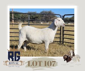 1X SAVANNA PREGNANT FLOCK DOE MAIZE VALLEY BOERGOATS & SAVANNA STUD