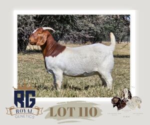 1X BOERGOAT PREGNANT STUD DOE MAIZE VALLEY BOERGOATS & SAVANNA STUD