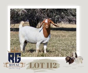 1X BOERGOAT PREGNANT FLOCK DOE MAIZE VALLEY BOERGOATS & SAVANNA STUD