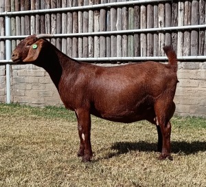 1X KALAHARI RED PREGNANT FLOCK DOE KARSTEN BOERDERY PTY LTD