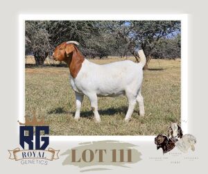 1X BOERGOAT PREGNANT FLOCK DOE MAIZE VALLEY BOERGOATS & SAVANNA STUD