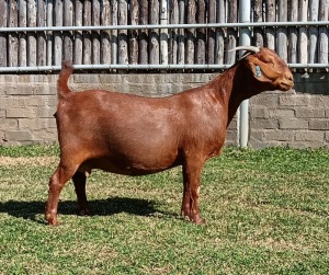 1X KALAHARI RED PREGNANT FLOCK DOE KARSTEN BOERDERY PTY LTD