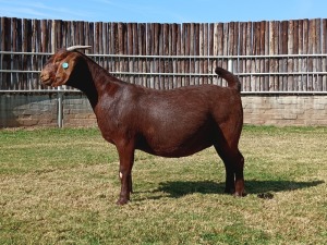 1X KALAHARI RED PREGNANT STUD DOE KARSTEN BOERDERY PTY LTD