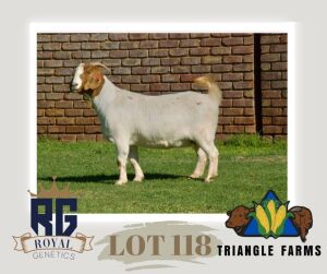 1X BOERGOAT PREGNANT FLOCK DOE TRIANGLE BOERBOK STOET