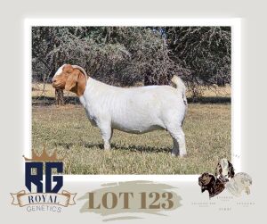 1X BOERGOAT PREGNANT STUD DOE MAIZE VALLEY BOERGOATS & SAVANNA STUD