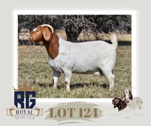 1X BOERGOAT FLOCK ON COLOR DOE MAIZE VALLEY BOERGOATS & SAVANNA STUD