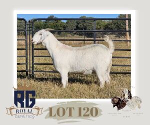 1X SAVANNA PREGNANT STUD DOE MAIZE VALLEY BOERGOATS & SAVANNA STUD