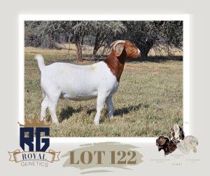 1X BOERGOAT PREGNANT FLOCK DOE MAIZE VALLEY BOERGOATS & SAVANNA STUD