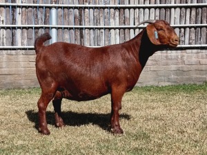 1X KALAHARI RED PREGNANT FLOCK DOE KARSTEN BOERDERY PTY LTD