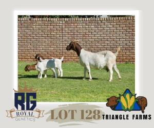 1+2X BOERGOAT FLOCK DOE TRIANGLE BOERBOK STOET