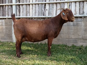 1X KALAHARI RED PREGNANT FLOCK DOE KARSTEN BOERDERY PTY LTD