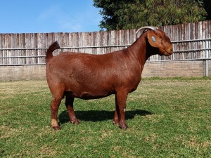 1X KALAHARI RED PREGNANT STUD DOE KARSTEN BOERDERY PTY LTD