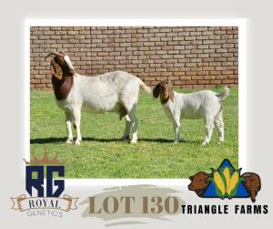 1+2X BOERGOAT FLOCK DOE TRIANGLE BOERBOK STOET