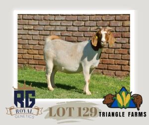 1X BOERGOAT PREGNANT FLOCK DOE TRIANGLE BOERBOK STOET