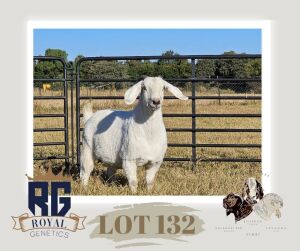 1X SAVANNA PREGNANT FLOCK DOE MAIZE VALLEY BOERGOATS & SAVANNA STUD