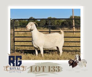 1X SAVANNA PREGNANT FLOCK DOE MAIZE VALLEY BOERGOATS & SAVANNA STUD