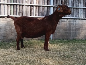 WITHDRAWN -1X KALAHARI RED PREGNANT DOE KARSTEN BOERDERY PTY LTD