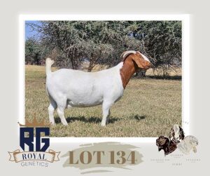 1X BOERGOAT STUD DOE MAIZE VALLEY BOERGOATS & SAVANNA STUD