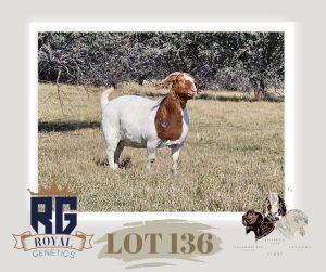 1X BOERGOAT PREGNANT FLOCK DOE MAIZE VALLEY BOERGOATS & SAVANNA STUD