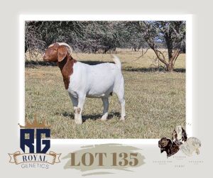 1X BOERGOAT PREGNANT FLOCK DOE MAIZE VALLEY BOERGOATS & SAVANNA STUD