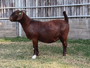 1X KALAHARI RED PREGNANT FLOCK DOE KARSTEN BOERDERY PTY LTD