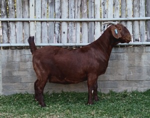 1X KALAHARI RED PREGNANT FLOCK DOE KARSTEN BOERDERY PTY LTD