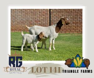 WITHDRAWN -1+2X BOERGOAT DOE TRIANGLE BOERBOK STOET