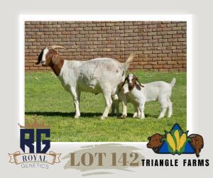 1+2X BOERGOAT FLOCK DOE TRIANGLE BOERBOK STOET