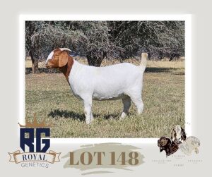 1X BOERGOAT PREGNANT FLOCK DOE MAIZE VALLEY BOERGOATS & SAVANNA STUD