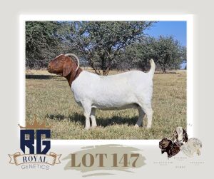 1X BOERGOAT FLOCK DOE MAIZE VALLEY BOERGOATS & SAVANNA STUD