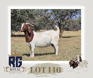 1X BOERGOAT PREGNANT FLOCK DOE MAIZE VALLEY BOERGOATS & SAVANNA STUD