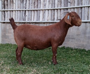 1X KALAHARI RED PREGNANT FLOCK DOE KARSTEN BOERDERY PTY LTD