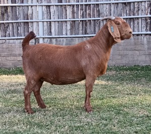 1X KALAHARI RED PREGNANT FLOCK DOE KARSTEN BOERDERY PTY LTD