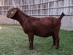 1X KALAHARI RED PREGNANT FLOCK DOE KARSTEN BOERDERY PTY LTD