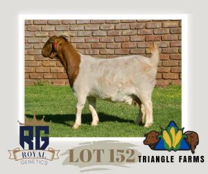 1X BOERGOAT PREGNANT FLOCK DOE TRIANGLE BOERBOK STOET