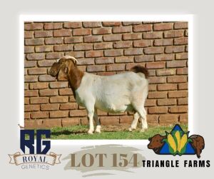 1X BOERGOAT PREGNANT FLOCK DOE TRIANGLE BOERBOK STOET