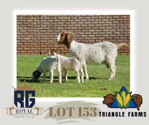 1+2X BOERGOAT FLOCK DOE TRIANGLE BOERBOK STOET