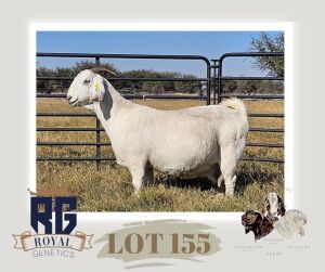 WITHDRAWN - 1X SAVANNA PREGNANT FLOCK DOE MAIZE VALLEY BOERGOATS & SAVANNA STUD