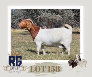 1X BOERGOAT PREGNANT FLOCK DOE MAIZE VALLEY BOERGOATS & SAVANNA STUD