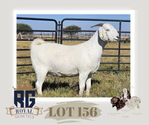 1X SAVANNA PREGNANT STUD DOE MAIZE VALLEY BOERGOATS & SAVANNA STUD