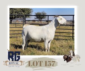 1X SAVANNA PREGNANT FLOCK DOE MAIZE VALLEY BOERGOATS & SAVANNA STUD