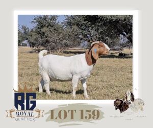 1X BOERGOAT PREGNANT FLOCK DOE MAIZE VALLEY BOERGOATS & SAVANNA STUD