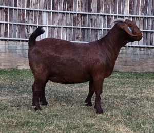 1X KALAHARI RED PREGNANT FLOCK DOE KARSTEN BOERDERY PTY LTD