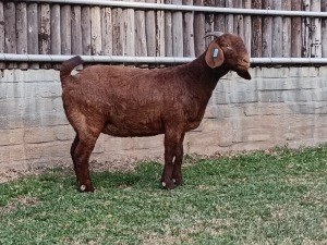 1X KALAHARI RED FLOCK DOE KARSTEN BOERDERY PTY LTD