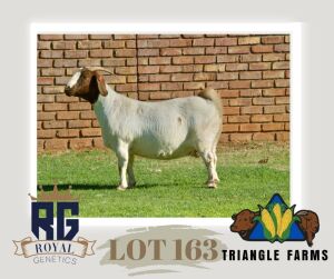 1X BOERGOAT PREGNANT FLOCK DOE TRIANGLE BOERBOK STOET