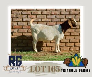 1X BOERGOAT PREGNANT FLOCK DOE TRIANGLE BOERBOK STOET