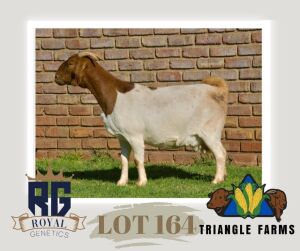 1X BOERGOAT PREGNANT FLOCK DOE TRIANGLE BOERBOK STOET