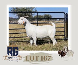 1X SAVANNA PREGNANT FLOCK DOE MAIZE VALLEY BOERGOATS & SAVANNA STUD