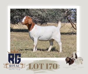 1X BOERGOAT PREGNANT FLOCK DOE MAIZE VALLEY BOERGOATS & SAVANNA STUD